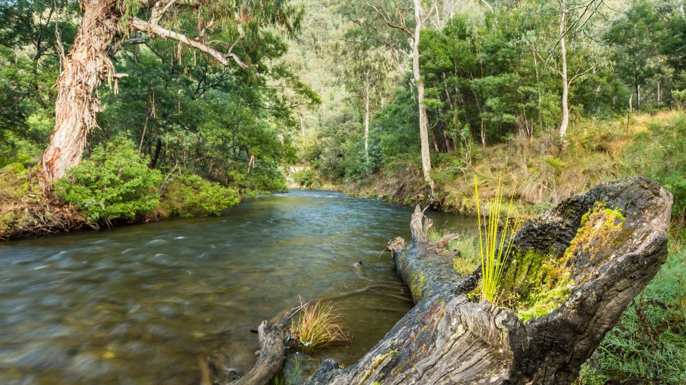 Dargo River 1