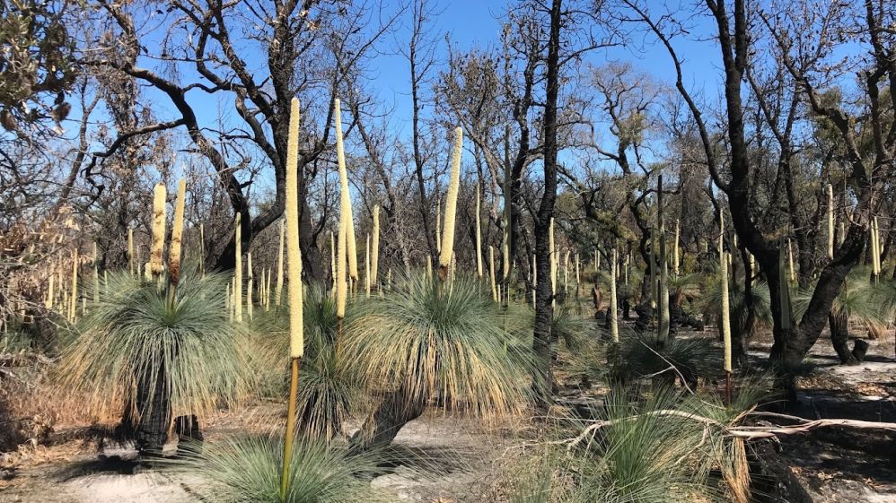 Holey Plains State Park 2