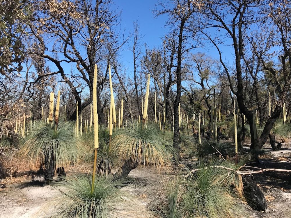 Holey Plains State Park 2