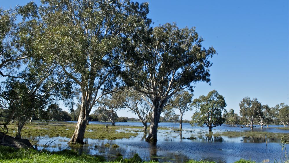 Sale Common Wetlands 1